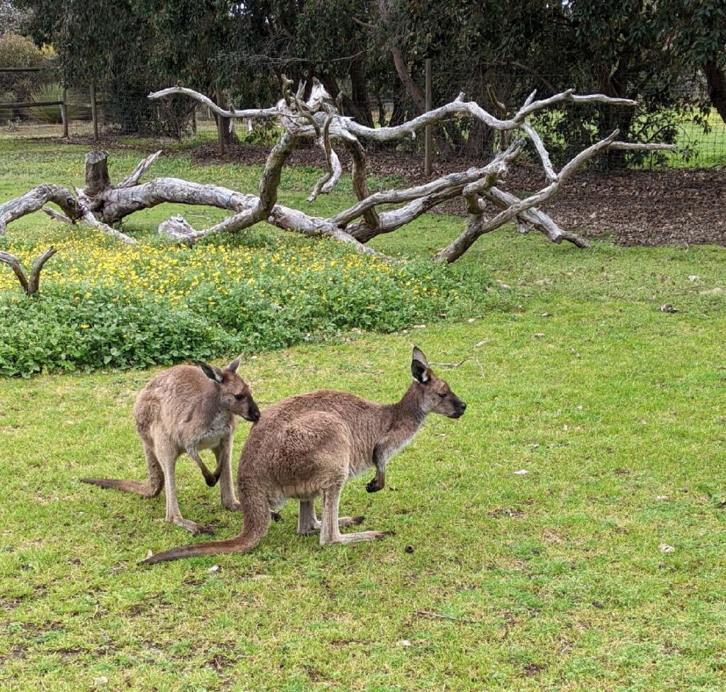 Kangaroo Island