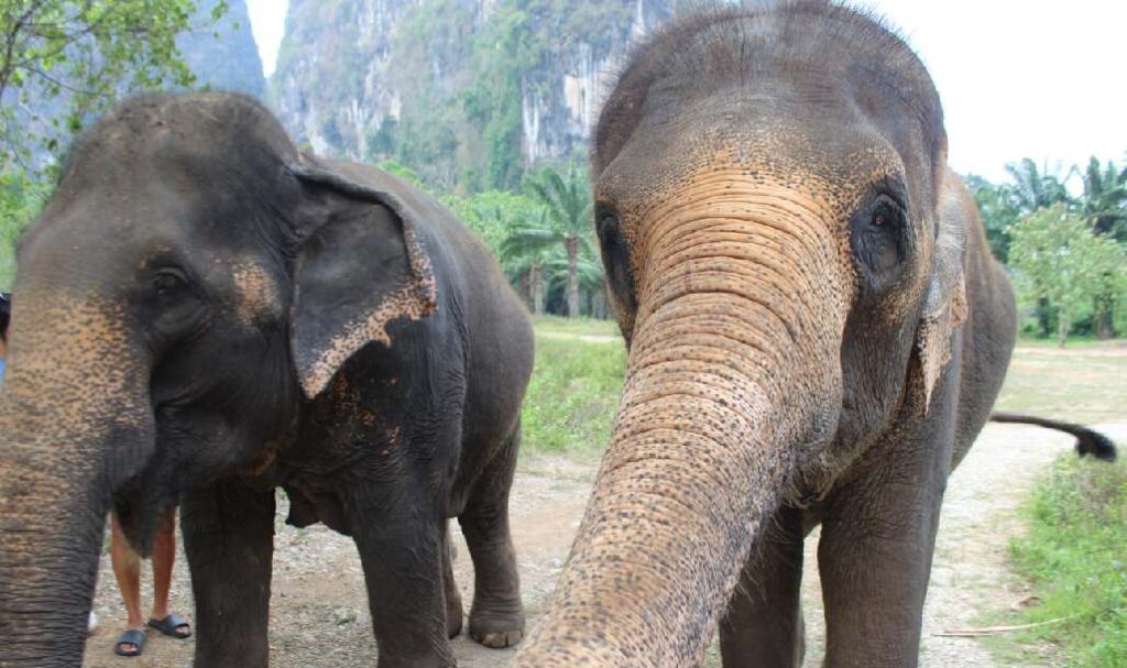 Ao Nang – letzter Stop in Thailand